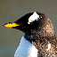 gentoo penguin avatar